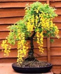 laburnum anagyroides2